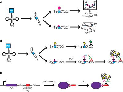 Using Genetic Code Expansion for Protein Biochemical Studies